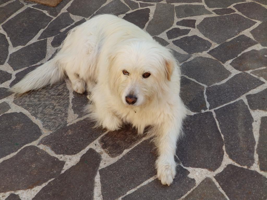 Sa Chessa B&B Ploaghe Εξωτερικό φωτογραφία